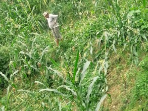 बैतडीको अड्तोलामा जंगलि बदेलले  मकैबाली सखाप पारेपछि किसान चिन्तीत